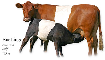 BueLingo -cow and calf- USA