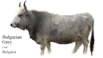 Bulgarian Grey -cow- Bulgaria
