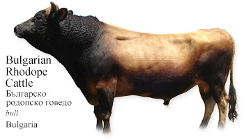 Bulgarian Rhodope Cattle -bull- Bulgaria