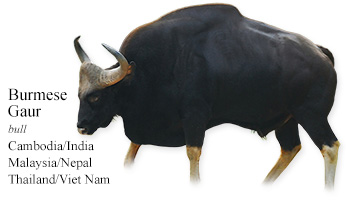 Burmese Gaur -bull- Cambodia/India/Malaysia/Nepal/Thailand/Viet Nam