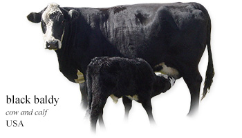 black baldy -cow and calf- USA
