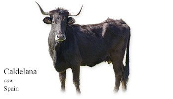 Caldelana -cow- Spain