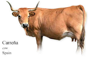Carreña -cow- Spain