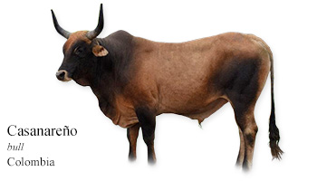 Casanareño -bull- Colombia