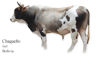 Chaqueño -bull- Bolivia