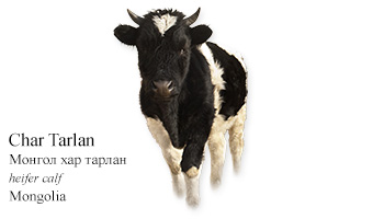 Char Tarlan -heifer calf- Mongolia