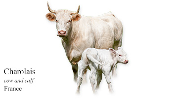 Charolais -cow and calf- France