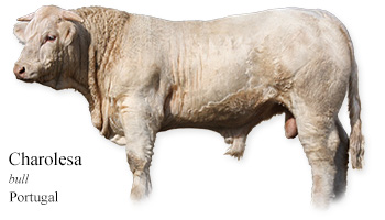 Charolesa -bull- Portugal