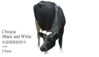 Chinese Black and White 中国荷斯坦奶牛 -cow- China