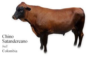 Chino Santandereano -bull- Colombia