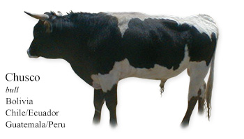 Chusco -bull- Bolivia/Chile/Ecuador/Guatemala/Peru