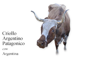 Criollo Argentino Patagonico -cow- Argentina