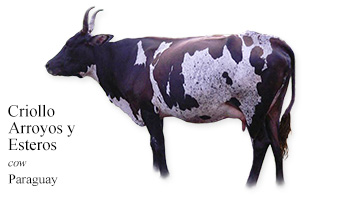 Criollo Arroyos y Esteros -cow- Paraguay