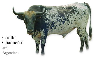 Criollo Chaqueño -bull- Argentina