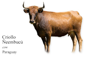 Criollo Neembucu -cow- Paraguay