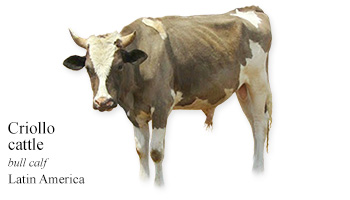 Criollo cattle -bull calf- Latin America
