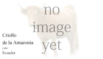 Criollo de la Amazonia -cow- Ecuador