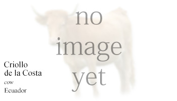 Criollo de la Costa -cow- Ecuador