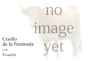 Criollo de la Península -cow- Ecuador