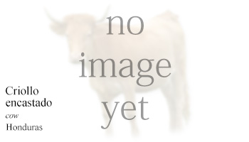 Criollo encastado -cow- Honduras