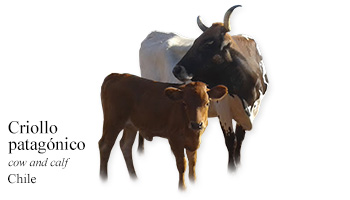 Criollo patagónico -cow and calf- Chile