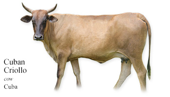 Cuban Criollo -cow- Cuba