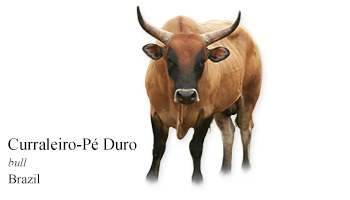 Curraleiro-Pé Duro -bull- Brazil