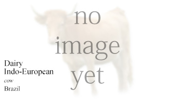 Dairy Indo-European - Brazil