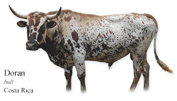 Doran -bull- Costa Rica