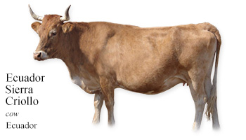 Ecuador Sierra Criollo -cow- Ecuador