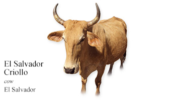 El Salvador Criollo -cow- El Salvador