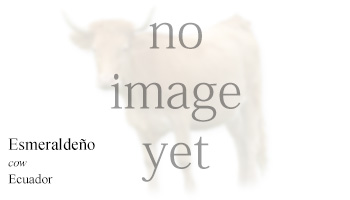 Esmeraldeño -cow- Ecuador
