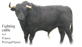 Fighting cattle -bull- France/Portugal/Spain