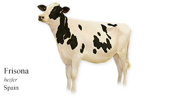 Frisona -heifer- Australia