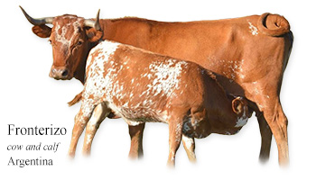 Fronterizo -cow and calf- Argentina