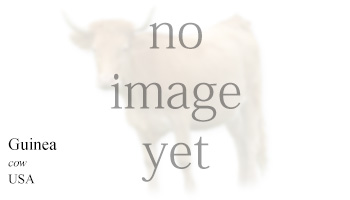 Guinea -cow- USA