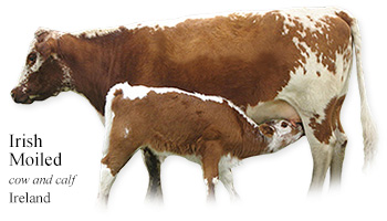 Irish Moiled -cow and calf- Ireland