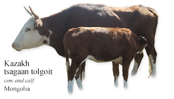 Kazakh tsagaan tolgoit -cow and calf- Mongolia
