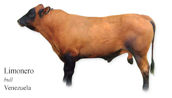 Limonero -bull- Venezuela