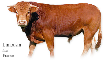 Limousin -bull- France