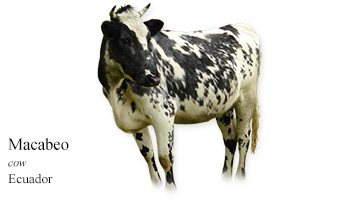 Macabeo -cow- Ecuador