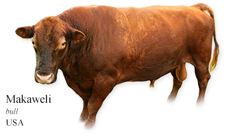 Makaweli -bull- USA