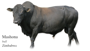 Mashona -bull- Zimbabwe