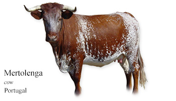Mertolenga -cow- Portugal