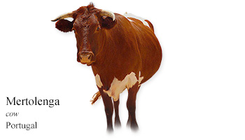 Mertolenga -cow- Portugal