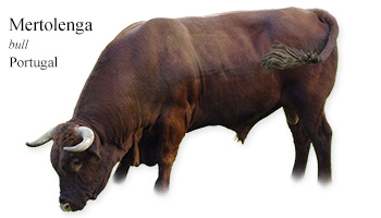 Mertolenga -bull- Portugal