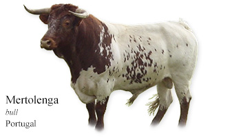 Mertolenga -bull- Portugal
