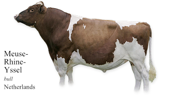Meuse-Rhine-Yssel -bull- Netherlands