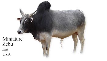 Miniature Zebu -bull- USA
