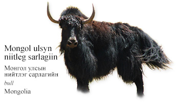 Mongol ulsyn niitleg sarlagiin -bull- Mongolia